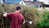 Is it OK to cut my neighbors' overhanging bushes? I asked the experts to find out if I'm within my rights