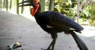 New research shows some birds naturally scared of anything new
