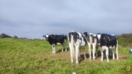 Las comunidades autónomas del norte suspenden las ferias y mercados de ganado ante la dermatosis nodular contagiosa
