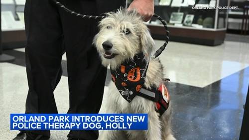 Orland Park introduces new police therapy dog, Holly, trained through Cook County Sheriff's Office Tails of Redemption Program