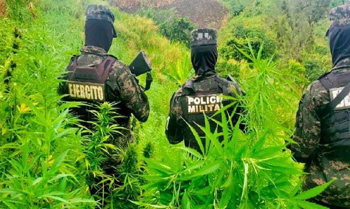 Fuerzas Armadas de Honduras incautan extensa plantación de marihuana