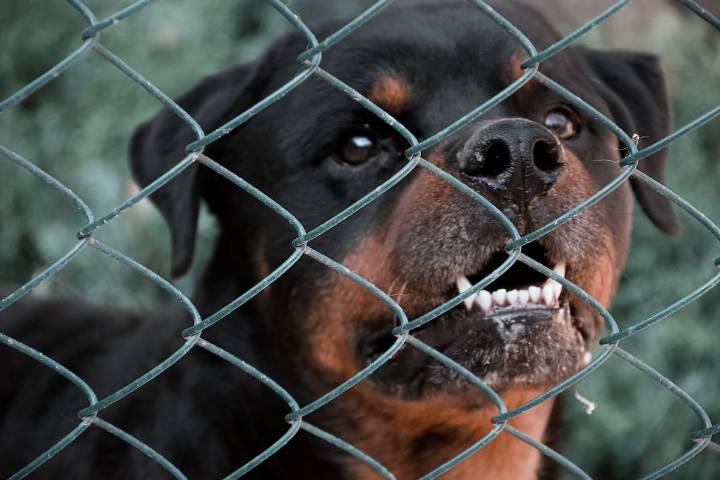 Corte confirma condena contra motel de Quintero por ataque de perros a cliente: deberán pagar millonaria suma