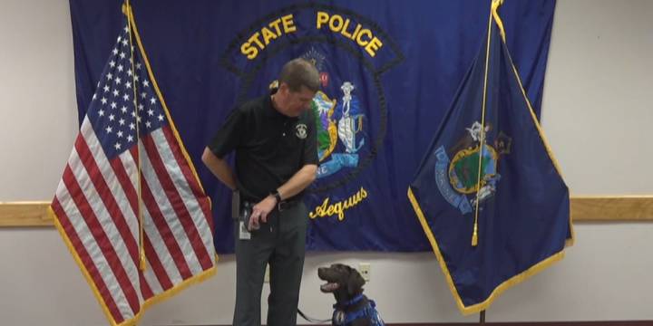 Handler of the Maine comfort dog who died in hot car has resigned