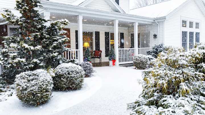 The Flower You Can Plant Now For Stunning White Blooms By Christmas