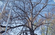 Hasta de 75 mp, multa por incendio en El Chamizal