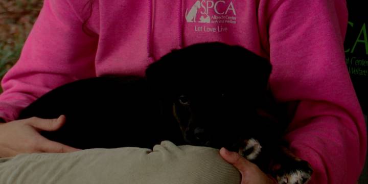Nonprofits organize a concert benefiting animal shelter in Aiken