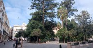 El árbol que ha tenido vallada Candelaria medio año ya no arroja piñas