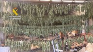 La Guardia Civil desmantela un cultivo de marihuana en un almacén en el término municipal de Sant Jordi