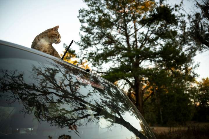 Family pet Ray Ray turns up in most unexpected place 100 miles into road trip