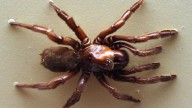 El asombroso caso de la araña que vivió 43 años (y no murió de vieja)