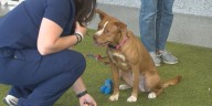 Kirkwood veterinary tech students help dogs find a home