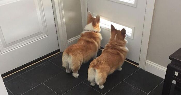 40 Times People Captured Their Corgis Being Funny And Adorable