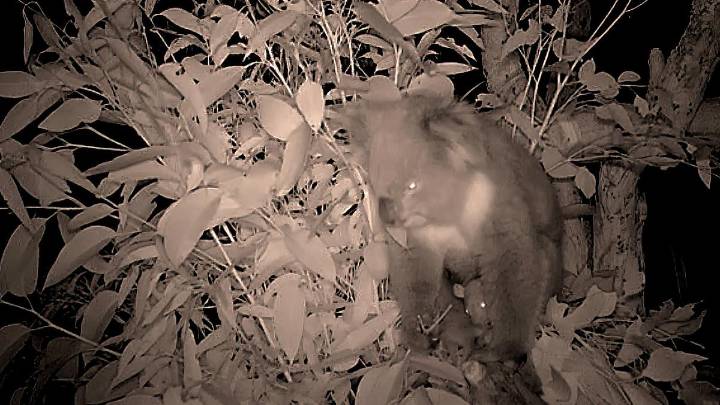 Yanchep National Park unveils sneak peek of their first baby koala in 15 years