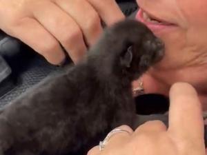 Trapped two-day-old kitten rescued from inside police car engine