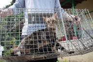 Van más de 400 gatos ferales esterilizados en el Valle de Aburrá