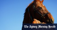 Race-by-race preview and tips for Sunday’s meeting at Cootamundra