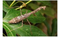 Las mantis religiosas: cazadoras pacientes del otoño