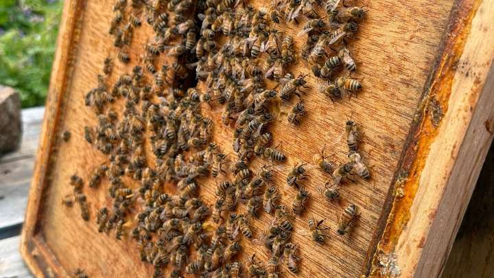 The busy bees at Bellarmine foster biodiversity