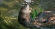 Nutrias de río: Sus bigotes no son solo tiernos, así las cuidan de los depredadores