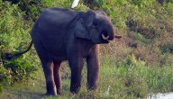Bengal: Three Killed In Elephant Attacks In Last 24 Hours
