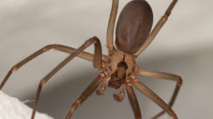 How serious are brown recluse bites? What to look for in your home