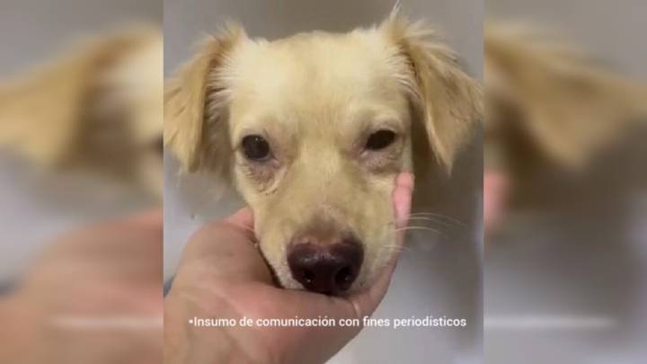 ¡Dijo qué el no fue! Jorge habría apuñalado al perrito maxi en una carnicería
