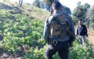 Destruyen más de siete mil plantas de amapola en Guadalupe y Calvo