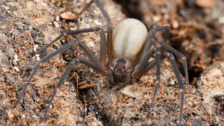 How to get rid of brown recluse spiders in your home