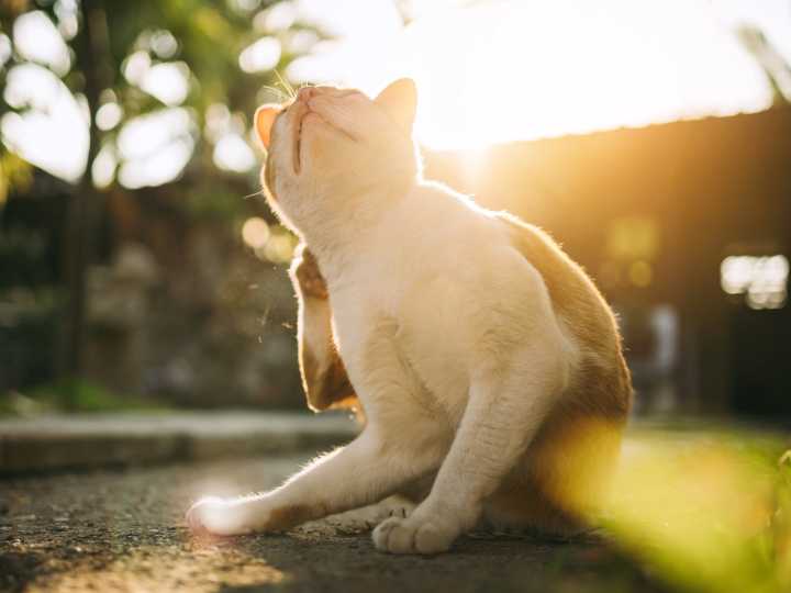 El tratamiento antipulgas natural para gatos más seguro que arrasa en ventas