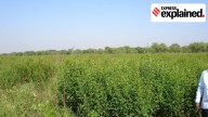 Mission for Aatmanirbharta in Pulses: How it aims to increase pulses production, why