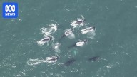 Male whales race in pursuit of female in east coast migration