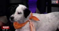 WAND's Happy Tails featuring Courage and Chicken Fry