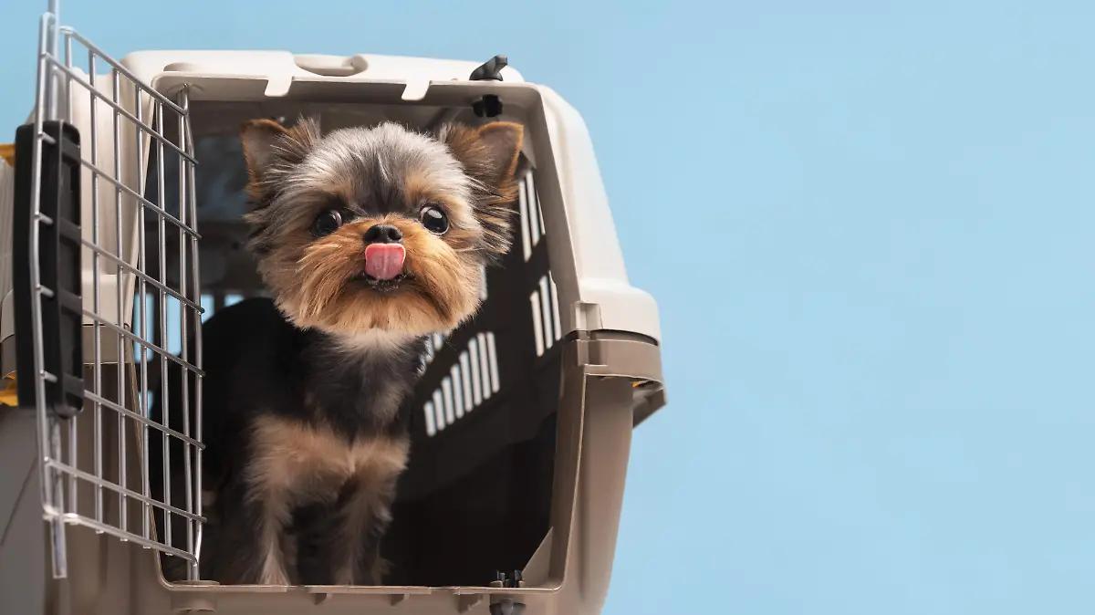 ¿Vacaciones con tu perro? En esta ciudad italiana, te podría costar más de lo que imaginas