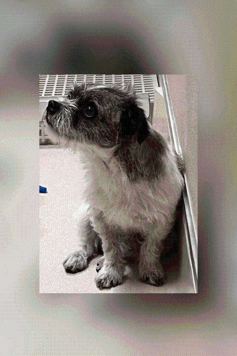$5K reward offered for info on dog found abandoned at Walmart parking lot in Manchester