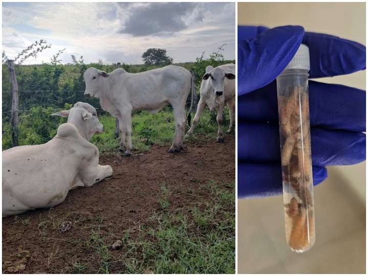 Gusano barrenador en Yucatán supera los 700 casos, varias especies de animales