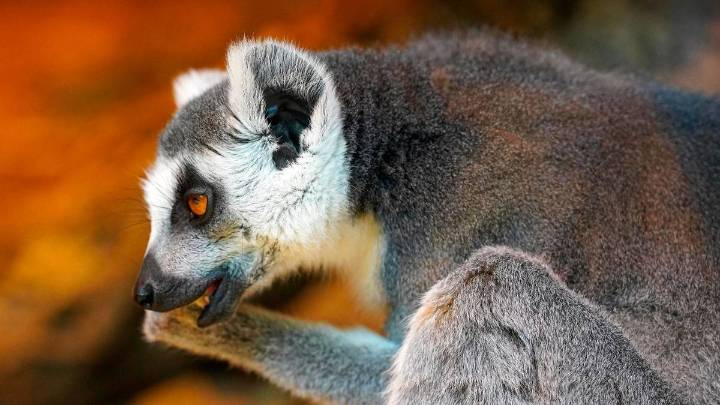 Animales en peligro de extinción 2025: siete especies críticas según la UICN