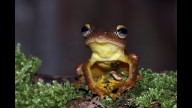 7 animal, bird species that went extinct in the last 6 years