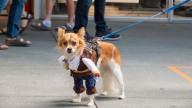 Halloween pet parade and beer festival in San Ramon on Oct. 26