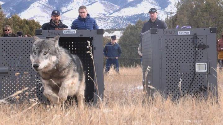 Why Colorado is asking Alaska for wolves for next reintroduction