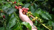 Así es el ‘bello rincón quindiano’, destino perfecto para vivir la cultura cafetera