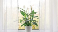 Top 5 indoor garden essentials on sale during Amazon's Prime sale 🪴