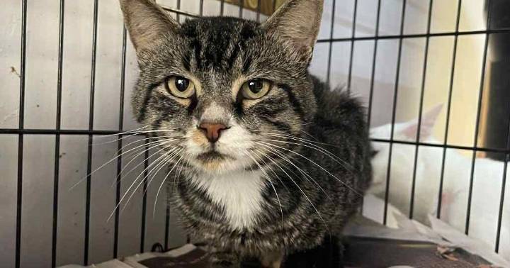 PETS OF THE WEEK: Chase and Kentrell