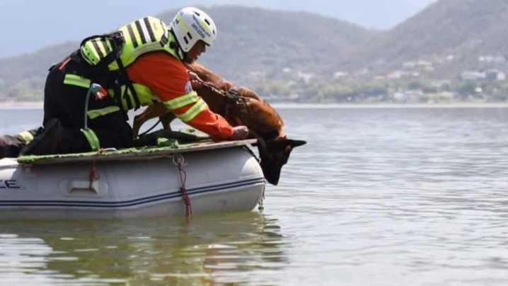 Muere Odín, Perro Rescatista de Manada K9 de Protección Civil de Nuevo León