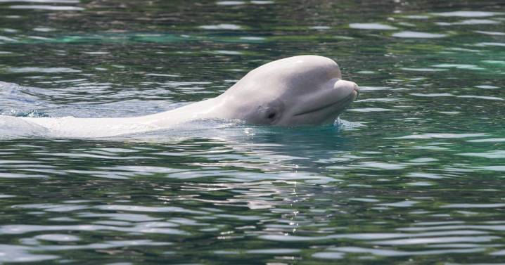 Marineland denied permission to export beluga whales to Chinese theme park