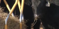‘Farmageddon’: Iowa farmers fear crisis with new foreign beef import plan