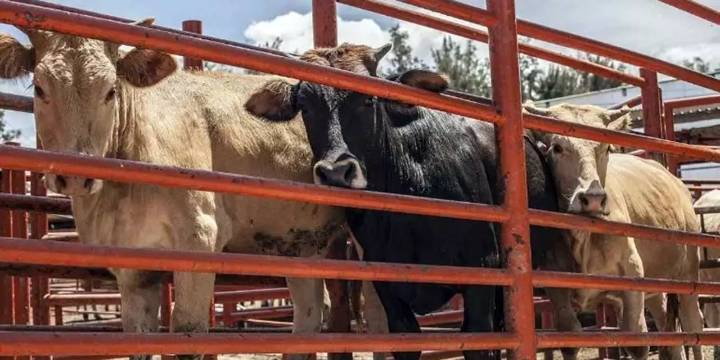 Notifican otros 81 casos de miasis por Gusano Barrenador