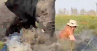 Tourist's lucky escape after six-tonne elephant flips canoe and tries to gore her