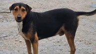 Toñito, perrito comunitario al poniente de Torreón, murió tras ser brutalmente golpeado por desconocidos