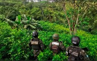 Policía Nacional de Honduras erradica gran plantación de coca