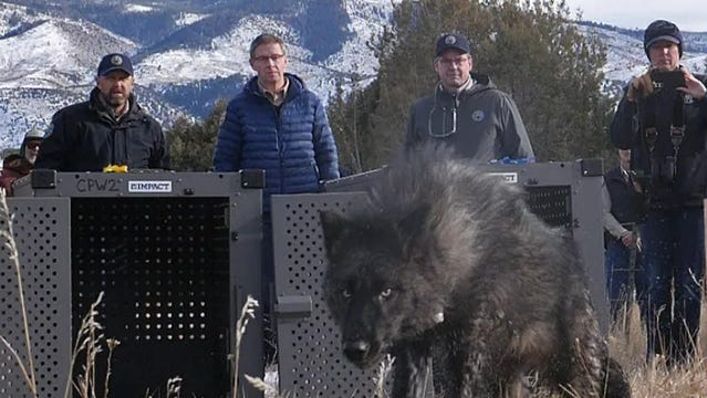 Did Colorado violate federal law in reintroducing wolves from Canada?